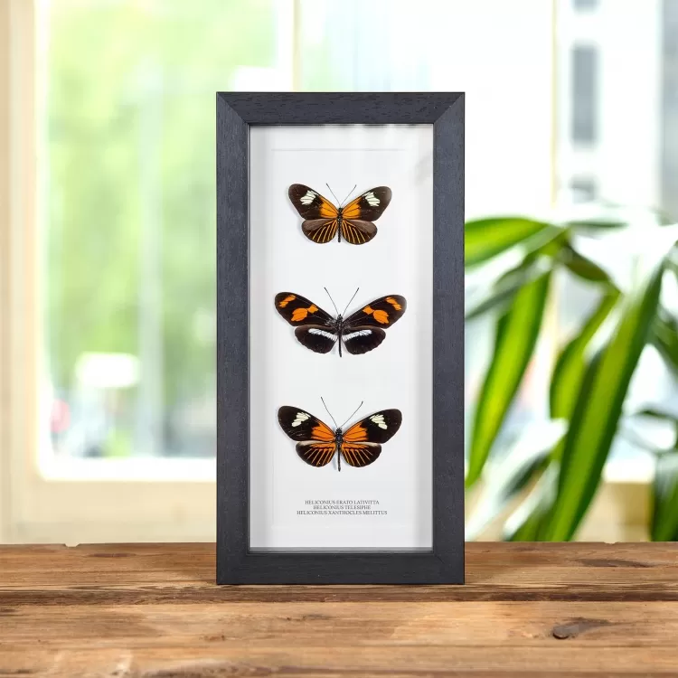 Brush-Footed Butterfly Trio In Box Frame (Heliconius erato lativitta, telesiphe & xanthocles melittus)