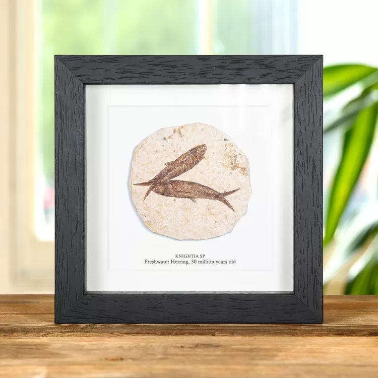 Double Freshwater Herring Fossil In Box Frame (Knightia sp)