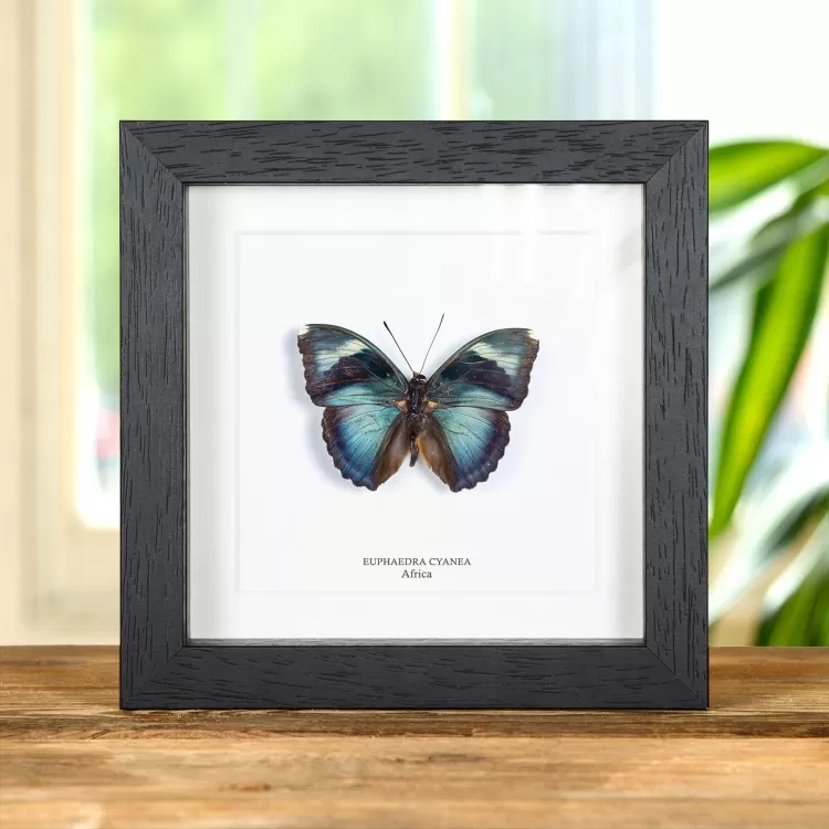 Euphaedra cyanea Butterfly In Box Frame from Africa