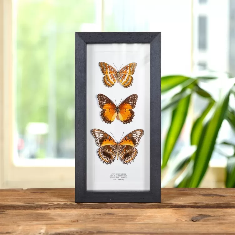 The Red Lacewing Butterfly Trio In Box Frame (Cethosia biblis, biblis amboinensis & chrysippe cydippe)