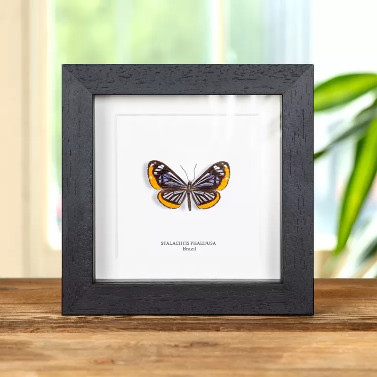Stalachtis phaedusa Butterfly In Box Frame from Brazil