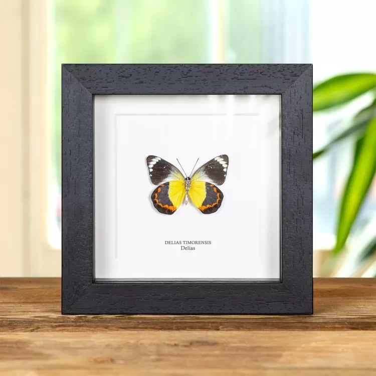 Delias Butterfly In Box Frame (Delias timorensis)