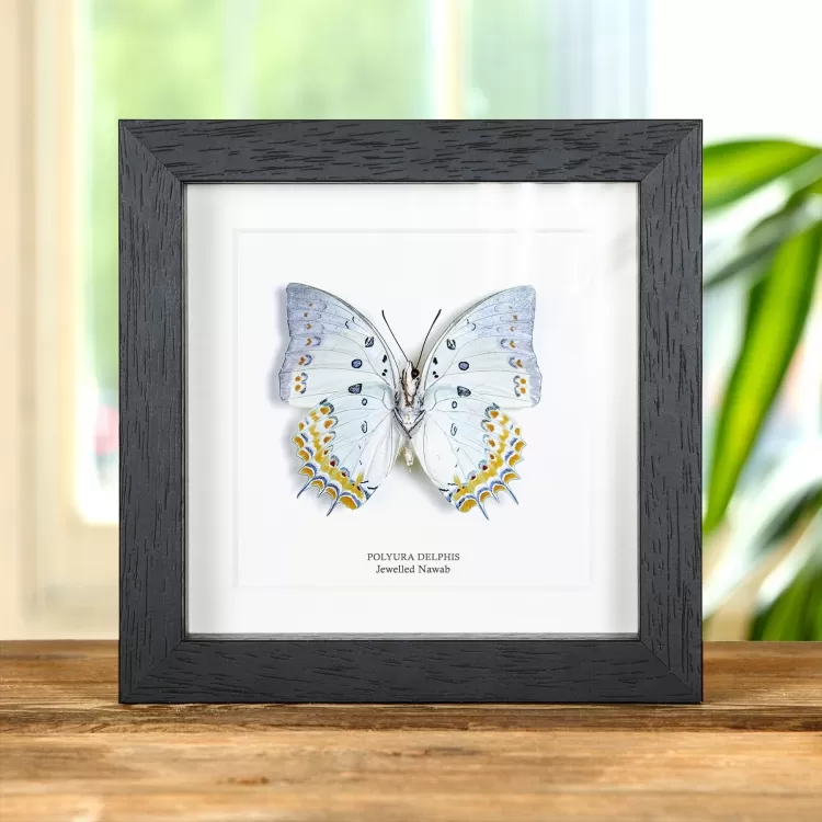 Jewelled Nawab Butterfly In Box Frame (Polyura delphis)