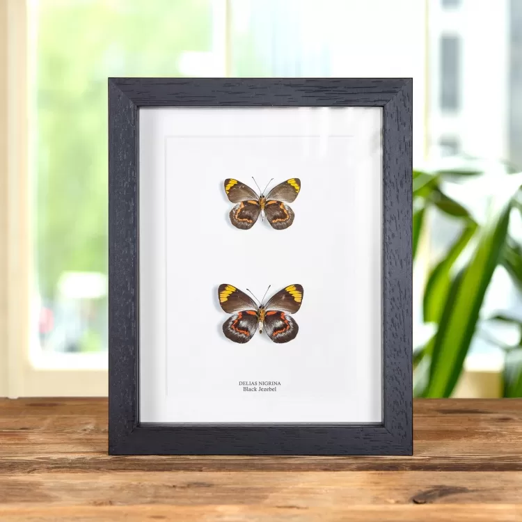 Black Jezebel Butterfly Male & Female Pair In Box Frame (Delias nigrina)