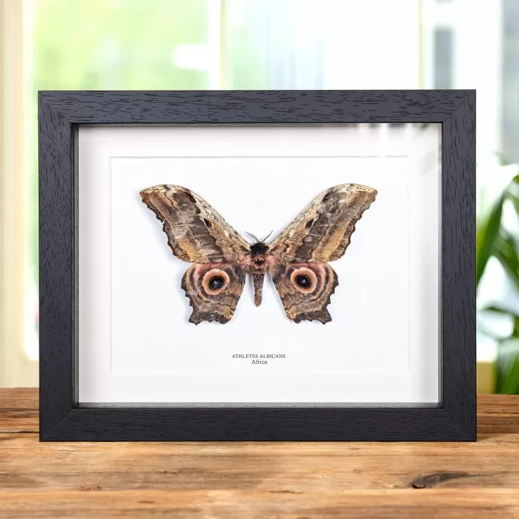 Athletes albicans Moth In Box Frame from Africa