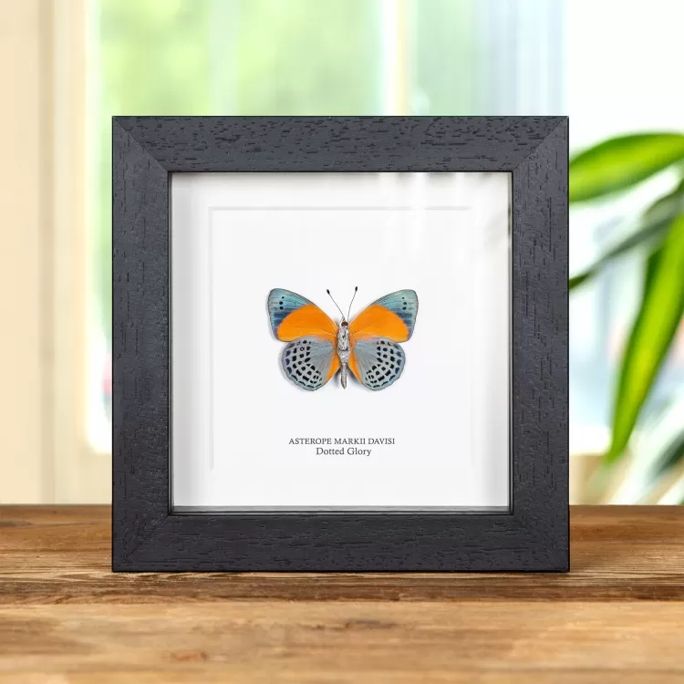 Dotted Glory Butterfly Ventral Side In Box Frame (Asterope markii davisi)