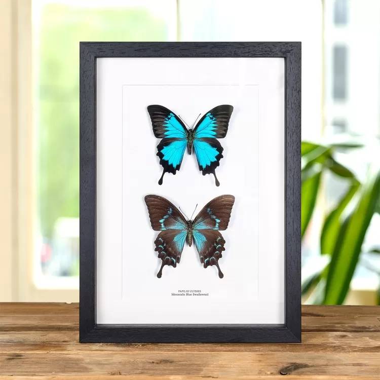 Mountain Blue Swallowtail Butterfly Male & Female Pair In Box Frame (Papilio ulysses)