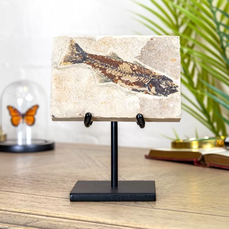 Knightia Fish Fossil on Stand (Cleoniceras sp)