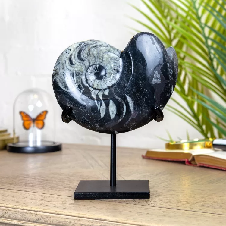 Large Goniatite Ammonite Fossil on Stand (Goniatite sp)