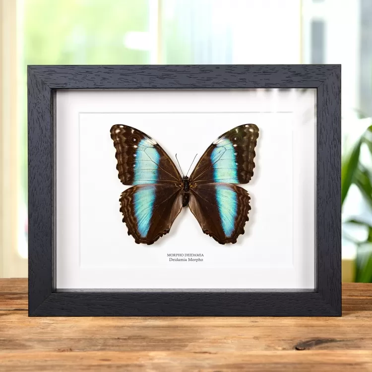 Female Deidamia Morpho Butterfly In Box Frame (Morpho deidamia)