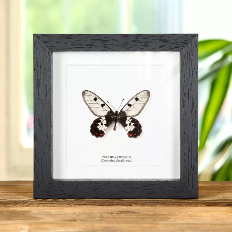 The Clearwing Swallowtail Butterfly In Box Frame (Cressida cressida)
