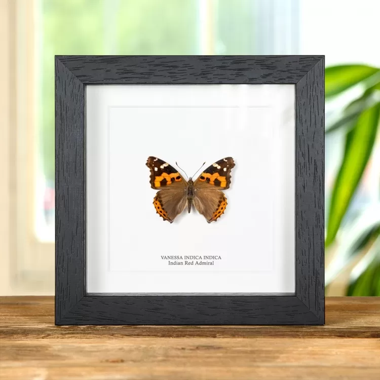 Indian Red Admiral Butterfly In Box Frame (Vanessa indica indica)