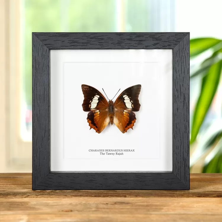 The Tawny Rajah Butterfly In Box Frame (Charaxes bernardus hierax)