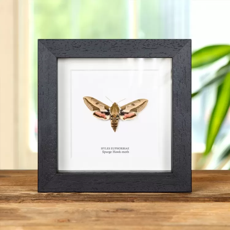 Spurge Hawk-moth In Box Frame (Hyles euphorbiae)