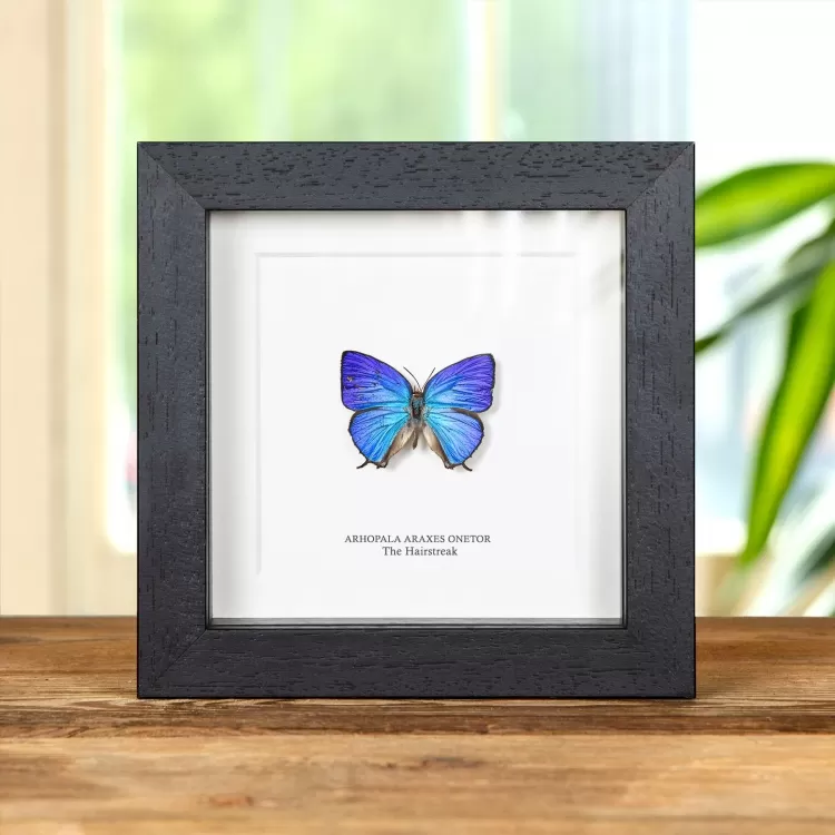 The Hairstreak Butterfly In Box Frame (Arhopala araxes onetor)