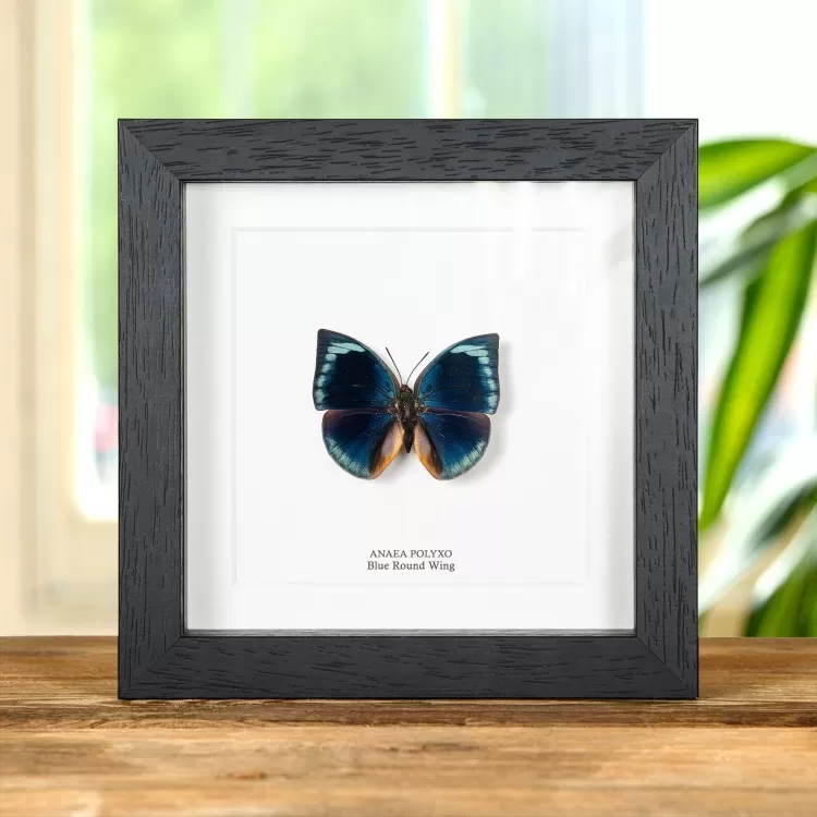 Blue Round Wing Butterfly In Box Frame (Anaea polyxo)