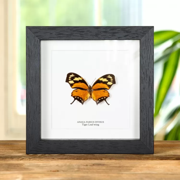 The Tiger Leaf-wing Butterfly In Box Frame (Anaea fabius divisus)