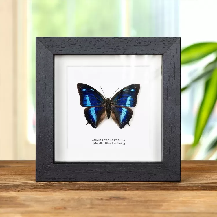 Metallic Blue Leaf-wing Butterfly In Box Frame (Anaea cyanea cyanea)