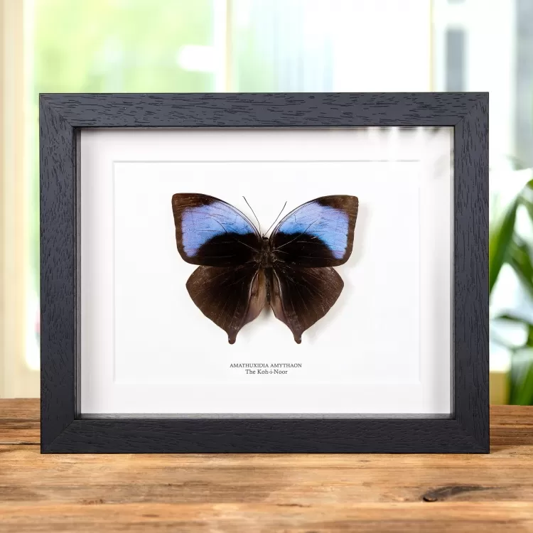 The Koh-i-Noor Butterfly In Box Frame (Amathuxidia amythaon)