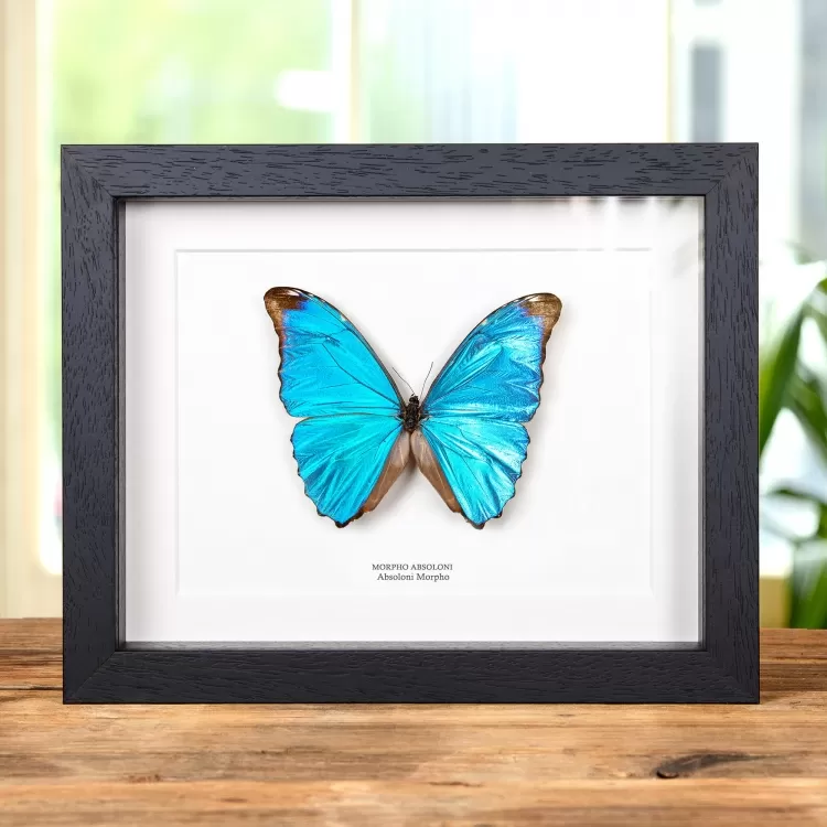 Absoloni Morpho Butterfly In Box Frame (Morpho absoloni)