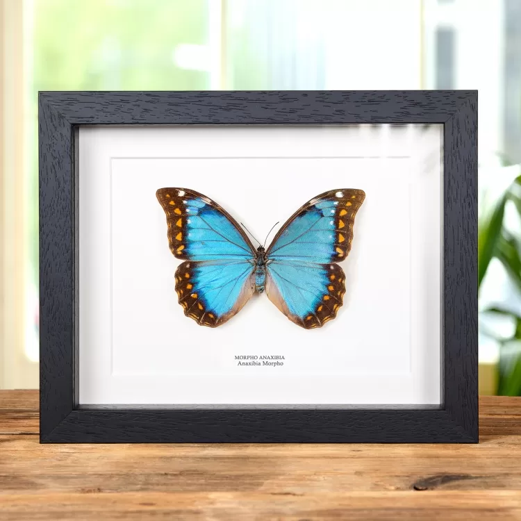 Female Anaxibia Morpho Butterfly In Box Frame (Morpho anaxibia)