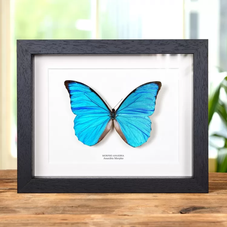 Anaxibia Morpho Butterfly In Box Frame (Morpho anaxibia)