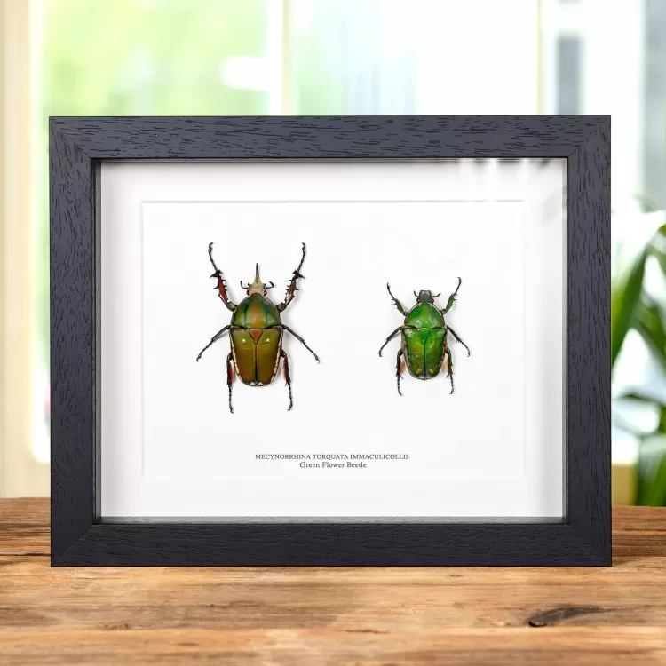 Green Flower Beetle Male & Female Pair In Box Frame (Mecynorrhina torquata immaculicollis)