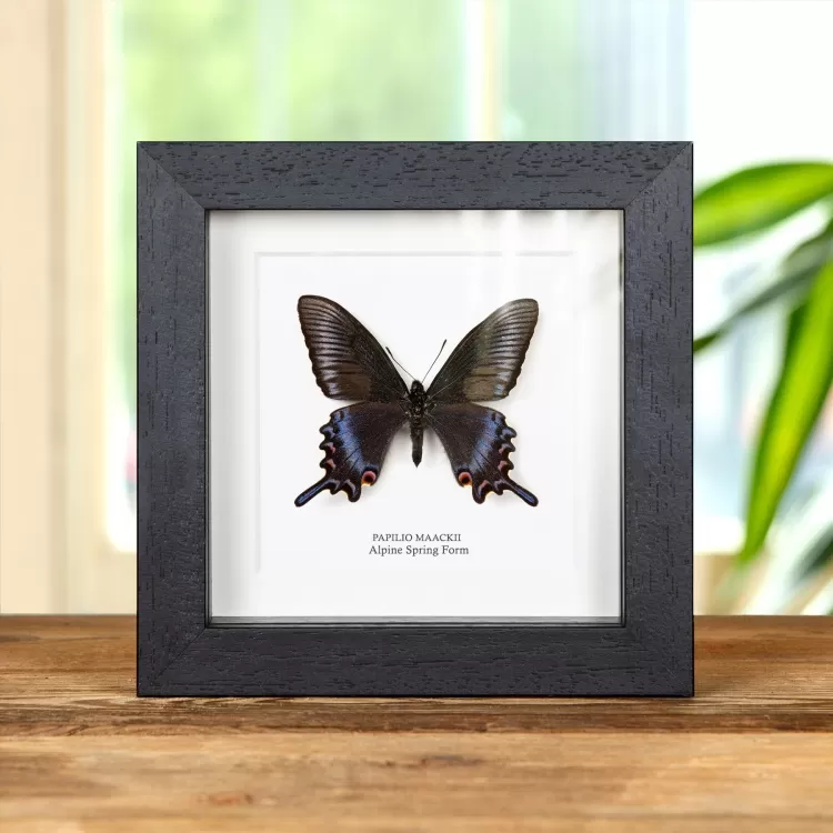 Very Rare Blue Alpine Spring Form In Box Frame (Papilio maackii)