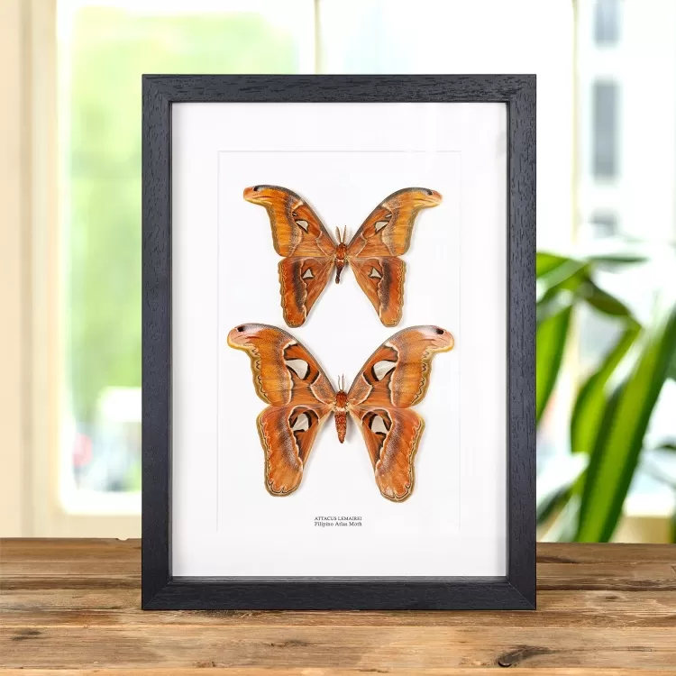 Filipino Atlas Moth Male & Female Pair In Box Frame (Attacus lemairei)