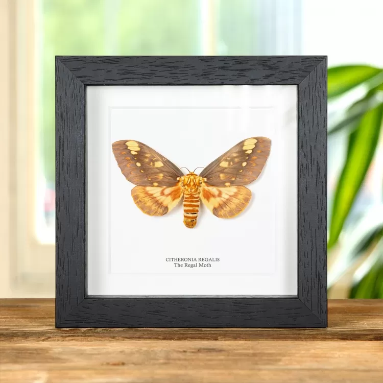 The Regal Moth In Box Frame (Citheronia regalis)