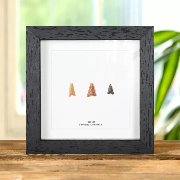 Neolithic Arrowhead Trio In Box Frame from 4,000 BC