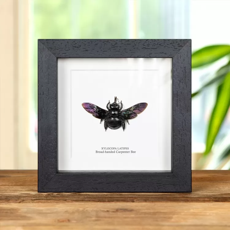 Broad-handed Carpenter Bee In Box Frame (Xylocopa latipes)