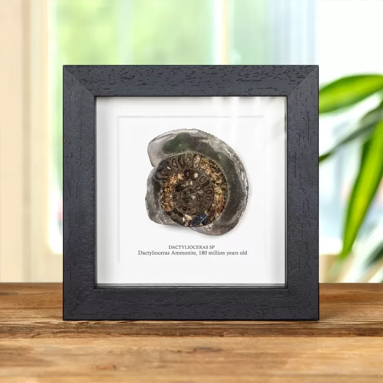 Dactylioceras Cut & Polished Ammonite Fossil In Box Frame (Dactylioceras sp)