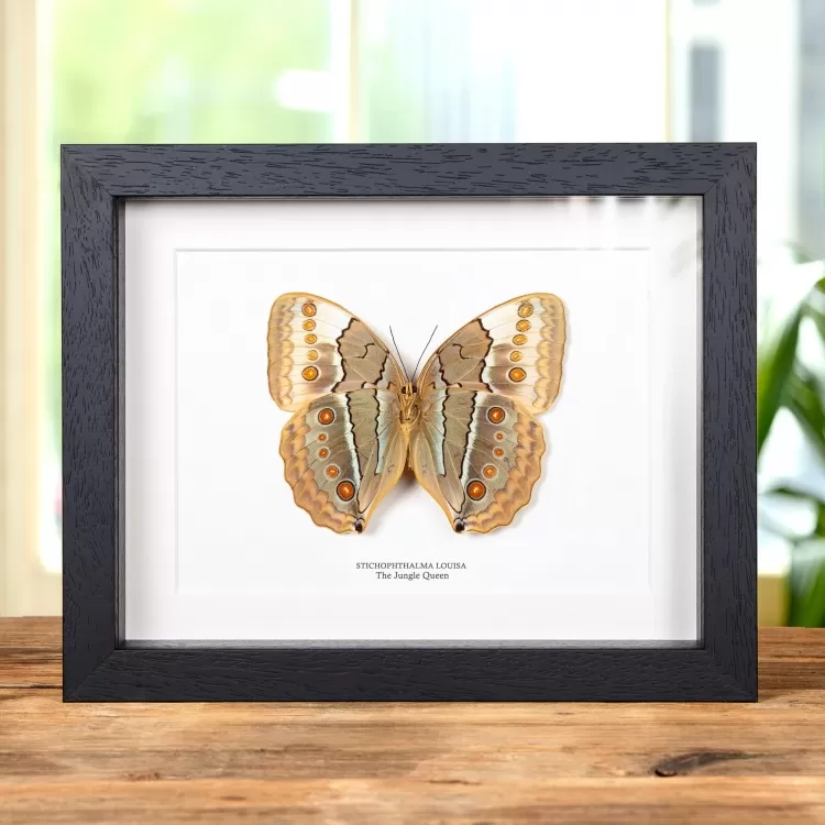 The Jungle Queen Ventral Side Butterfly In Box Frame (Stichophthalma louisa)