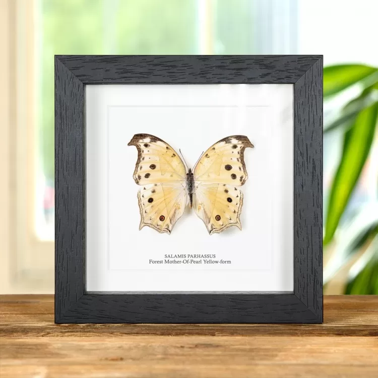 Forest Mother-Of-Pearl Yellow-form Butterfly In Box Frame (Salamis parhassus)
