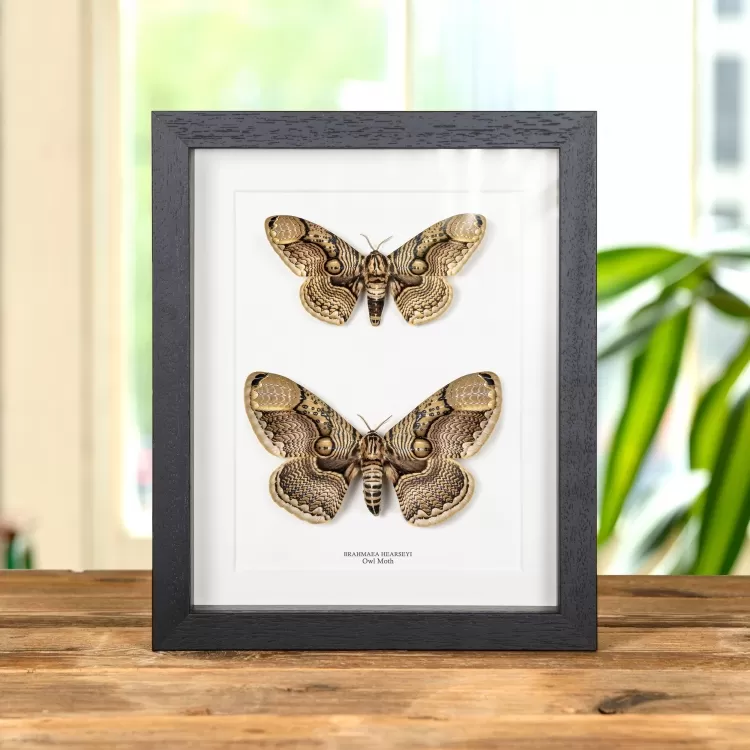 Owl Moth Male & Female Pair In Box Frame (Brahmaea hearseyi)