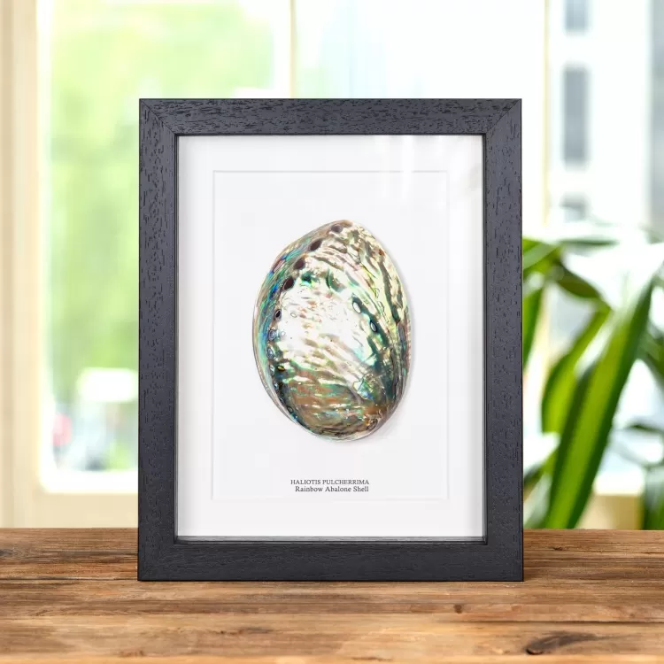 Rainbow Abalone Shell In Box Frame (Haliotis pulcherrima)