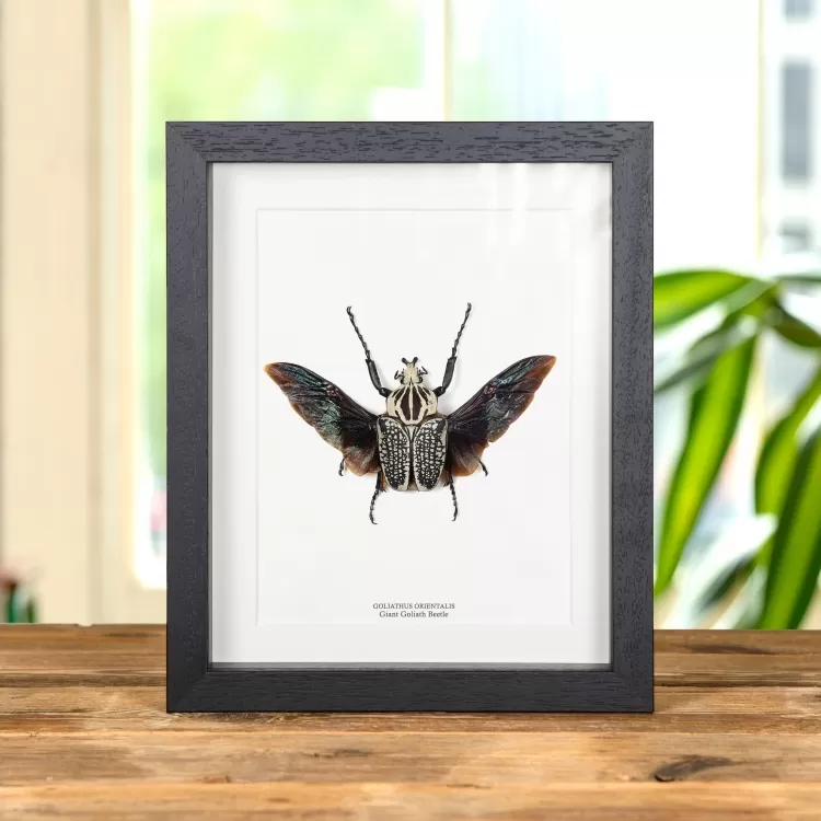 Giant Goliath Beetle 40-50mm In Box Frame (Goliathus orientalis)