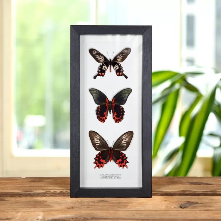 Triple Red & Black Framed Butterflies (Pachliopta polyphontes, Papilio rumanzovia & Atrophaneura semperi)