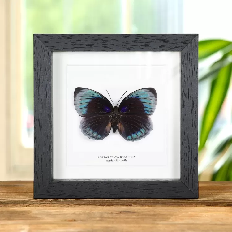 Female Agrias Butterfly In Box Frame (Agrias beata beatifica)