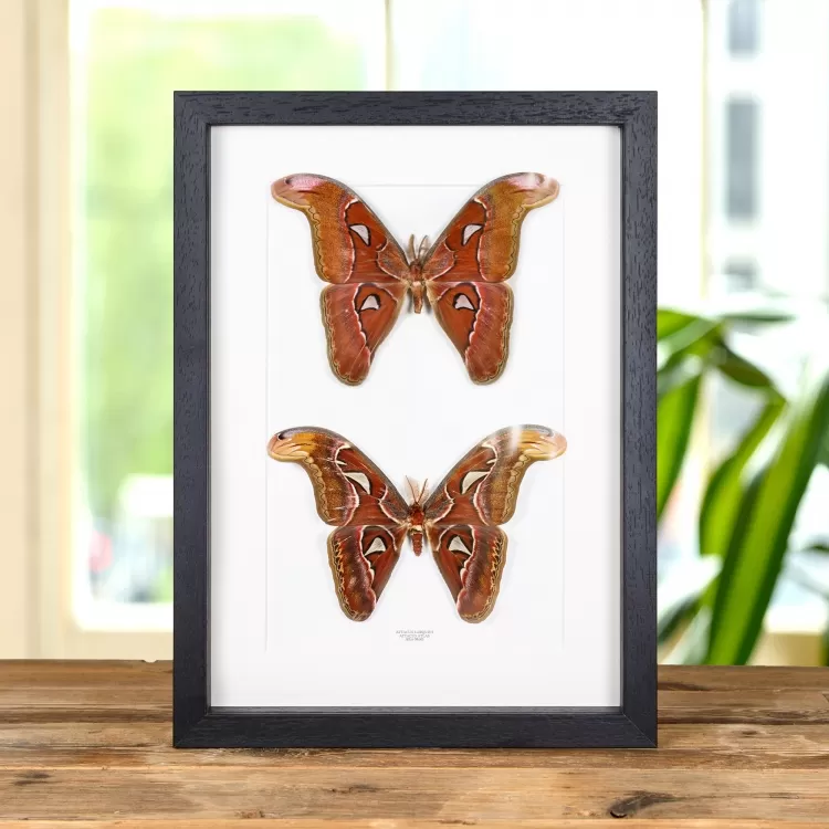 Attacus lorquini & Attacus atlas Moth Taxidermy Frame
