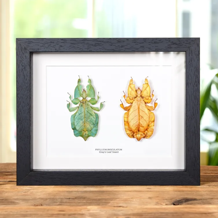 Gray's Leaf Insect Green & Orange Pair In Box Frame (Phyllium bioculatum)