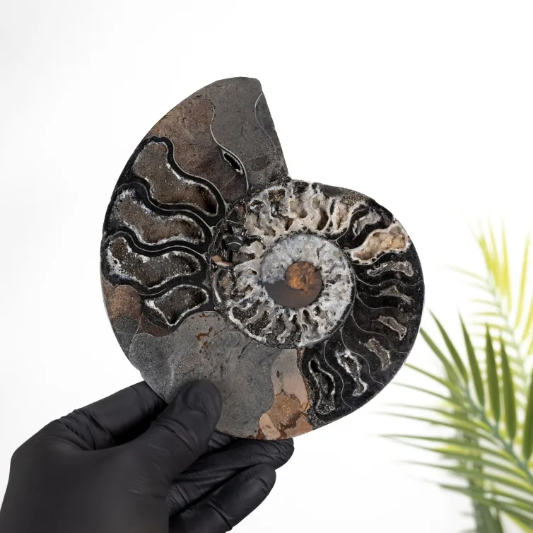 Rare 6.3 Inch Black Ammonite Cut & Polished Fossil (Cleoniceras sp)