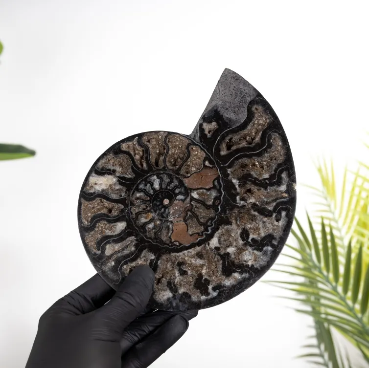 7.5 Inch Black Ammonite Cut & Polished Fossil (Cleoniceras sp)
