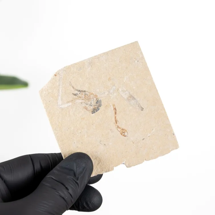 3.84 Inch Shrimp Fossil on Matrix (Carpopenaeus sp)