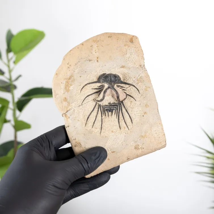 B Grade Dicranurus Trilobite Matrix (Dicranurus sp)